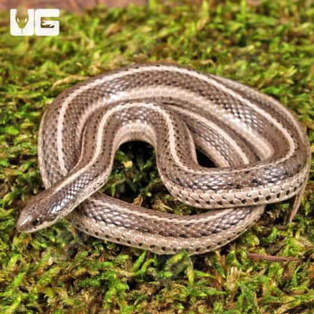 New Mexico Lined Snake For Sale - Underground Reptiles
