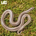 New Mexico Lined Snake For Sale - Underground Reptiles