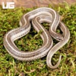 New Mexico Lined Snake For Sale - Underground Reptiles