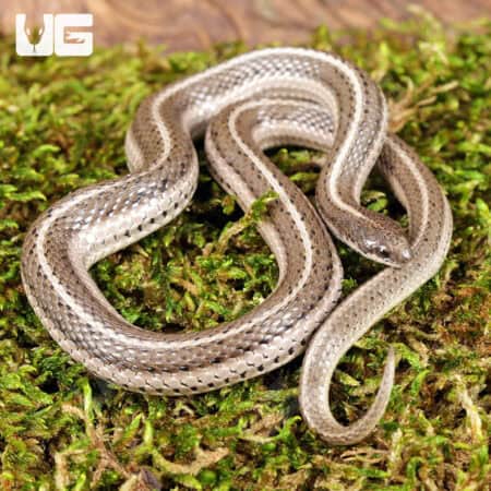 New Mexico Lined Snake For Sale - Underground Reptiles