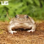 New Mexico Spadefoot Toads For Sale - Underground Reptiles
