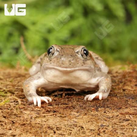New Mexico Spadefoot Toads For Sale - Underground Reptiles