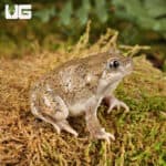 New Mexico Spadefoot Toads For Sale - Underground Reptiles