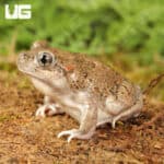 New Mexico Spadefoot Toads For Sale - Underground Reptiles