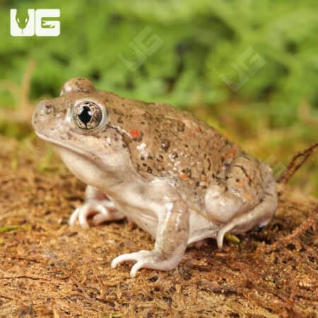 New Mexico Spadefoot Toads For Sale - Underground Reptiles