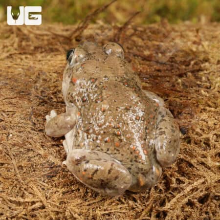 New Mexico Spadefoot Toads For Sale - Underground Reptiles