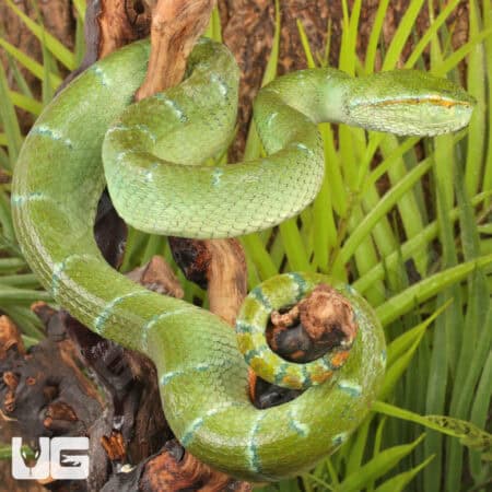 Northern Philippine Temple Pit Viper (Tropidolaemus subannulatus) For Sale - Underground Reptiles