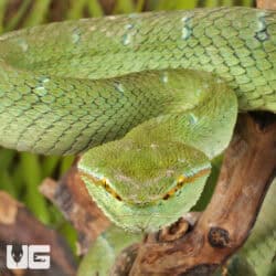 Northern Philippine Temple Pit Viper (Tropidolaemus subannulatus) For Sale - Underground Reptiles