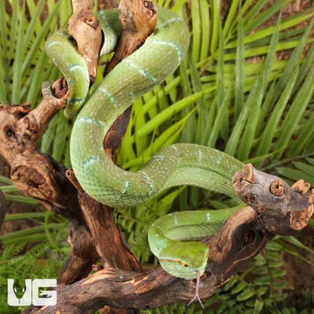 Northern Philippine Temple Pit Viper (Tropidolaemus subannulatus) For Sale - Underground Reptiles