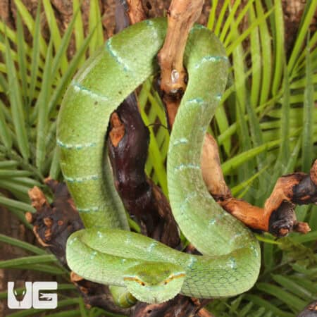 Northern Philippine Temple Pit Viper (Tropidolaemus subannulatus) For Sale - Underground Reptiles