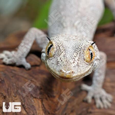 Close-up of Northern Spiny Tail Gecko on wood, showing detailed scales and spiny tail.