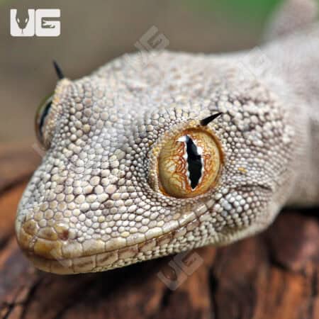 Close-up of Northern Spiny Tail Gecko with textured skin and striking eyes.