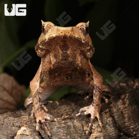 Perak Horned Frogs For Sale - Underground Reptiles