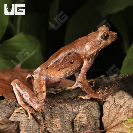 Perak Horned Frogs For Sale - Underground Reptiles