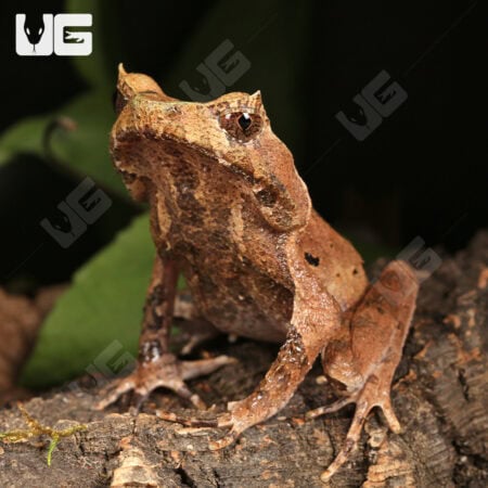 Perak Horned Frogs For Sale - Underground Reptiles
