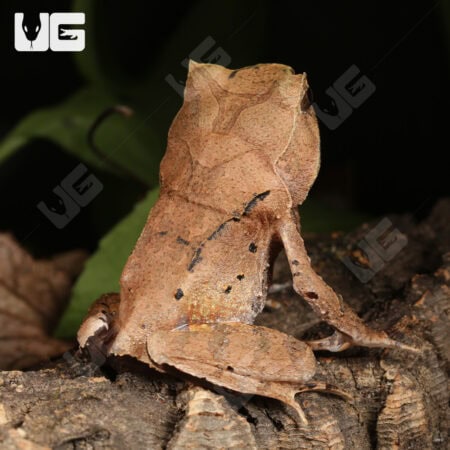 Perak Horned Frogs For Sale - Underground Reptiles