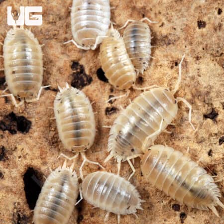 Porcellio Laevis "White" Isopods for sale - Underground Reptiles