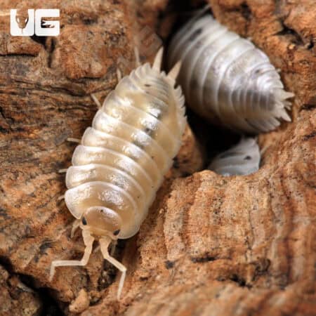 Porcellio Laevis "White" Isopods for sale - Underground Reptiles