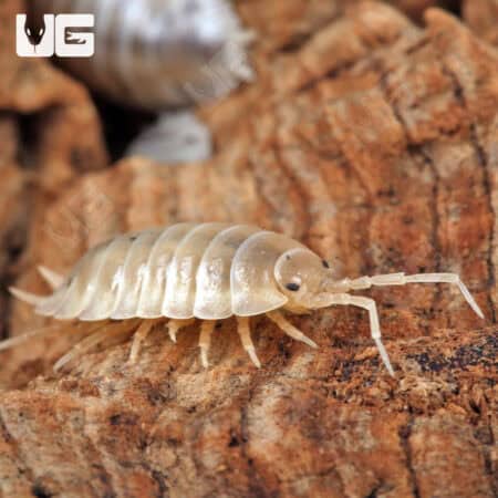 Porcellio Laevis "White" Isopods for sale - Underground Reptiles