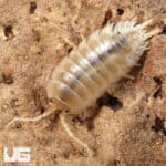 Porcellio Laevis "White" Isopods for sale - Underground Reptiles