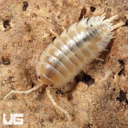Porcellio Laevis "White" Isopods for sale - Underground Reptiles