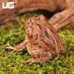 Red Coffee Pacman Frogs For Sale - Underground Reptiles