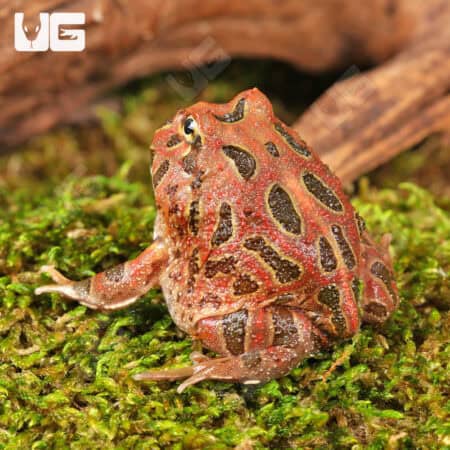 Red Coffee Pacman Frogs For Sale - Underground Reptiles