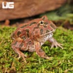 Red Coffee Pacman Frogs For Sale - Underground Reptiles