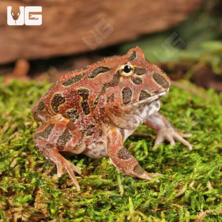 Red Coffee Pacman Frogs For Sale - Underground Reptiles