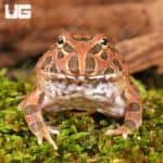 Red Coffee Pacman Frogs For Sale - Underground Reptiles