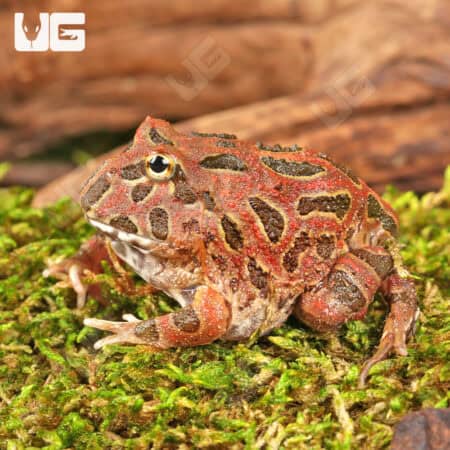 Red Coffee Pacman Frogs For Sale - Underground Reptiles