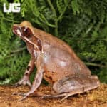 Yellow Spotted White Lipped Horn Frogs (Xenophrys flavipunctata) For Sale - Underground Reptiles