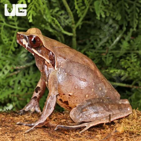 Yellow Spotted White Lipped Horn Frogs (Xenophrys flavipunctata) For Sale - Underground Reptiles