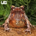 Yellow Spotted White Lipped Horn Frogs (Xenophrys flavipunctata) For Sale - Underground Reptiles