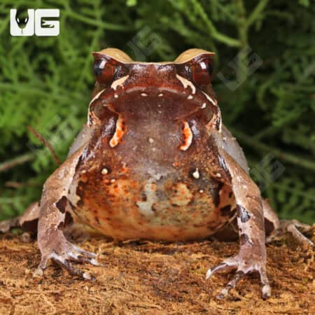 Yellow Spotted White Lipped Horn Frogs (Xenophrys flavipunctata) For Sale - Underground Reptiles