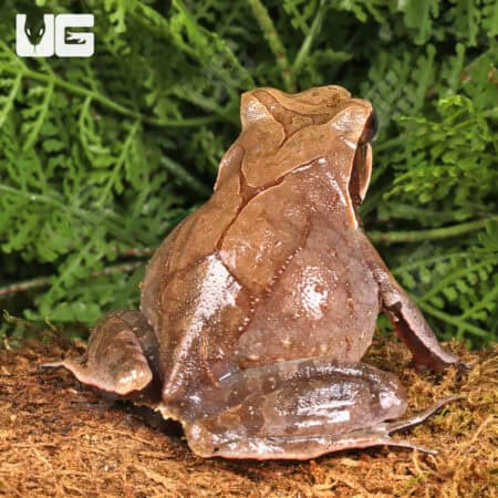Yellow Spotted White Lipped Horn Frogs (Xenophrys flavipunctata) For Sale - Underground Reptiles