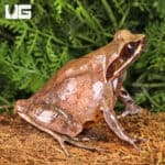 Yellow Spotted White Lipped Horn Frogs (Xenophrys flavipunctata) For Sale - Underground Reptiles