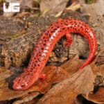 Red Ruber Salamanders For Sale - Underground Reptiles