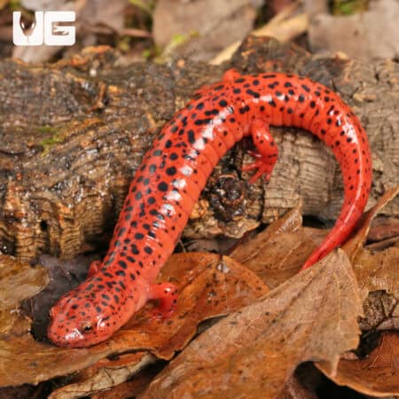 Red Ruber Salamanders For Sale - Underground Reptiles
