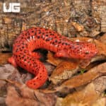 Red Ruber Salamanders For Sale - Underground Reptiles