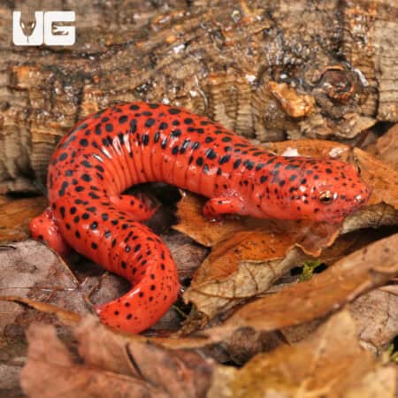 Red Ruber Salamanders For Sale - Underground Reptiles