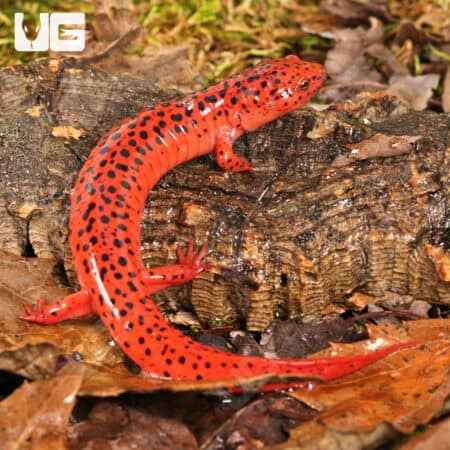 Red Ruber Salamanders For Sale - Underground Reptiles