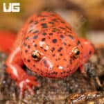 Red Ruber Salamanders For Sale - Underground Reptiles