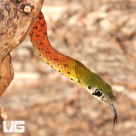 Red-Necked Keelback Snakes For Sale - Underground Reptiles