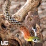 Red-Necked Keelback Snakes For Sale - Underground Reptiles