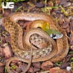 Red-Necked Keelback Snakes For Sale - Underground Reptiles