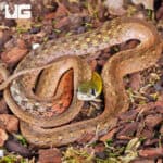 Red-Necked Keelback Snakes For Sale - Underground Reptiles