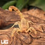 Sand Devil Scorpion For Sale - Only At Underground Reptiles