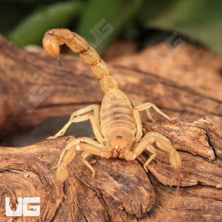 Sand Devil Scorpion For Sale - Only At Underground Reptiles