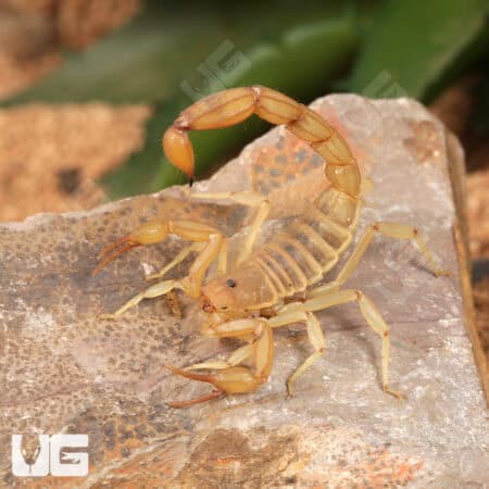 Sand Devil Scorpion For Sale - Only At Underground Reptiles